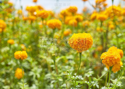 万寿菊在花园里开花