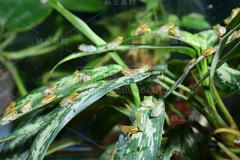 幼小的中国飞蛙在蜕变后