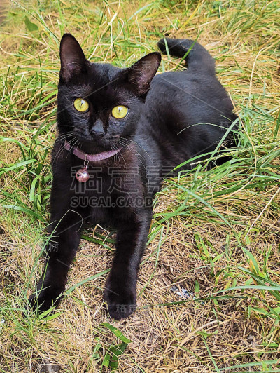 和黑猫玩耍