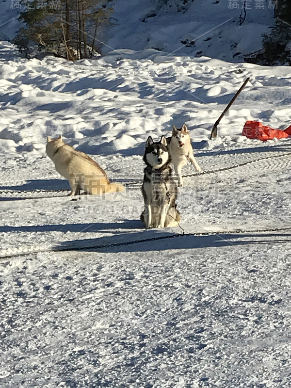 雪橇犬比赛。哈士奇雪橇犬队拉雪橇用狗musher。冬天的竞争。