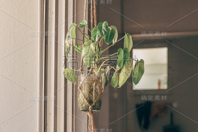 使用室内植物放松家庭空间