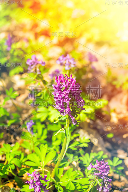 花期特写延胡索。春天的第一朵花。文艺复兴时期的自然概念