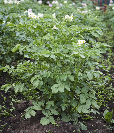 绿色马铃薯植株，在花园里开花
