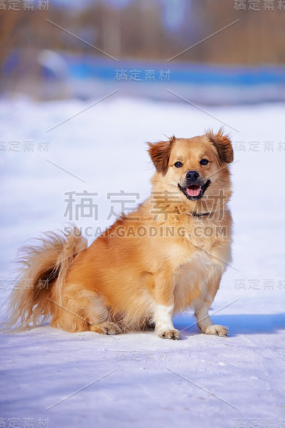 小的杂种。