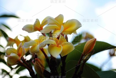 美丽的黄色鸡蛋花或鸡蛋花，柔和的背景