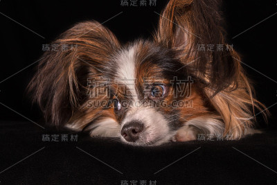 漂亮的年轻雄性狗大陆玩具猎犬蝶耳犬在黑色的背景