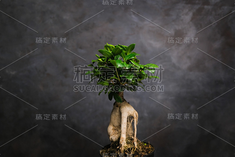 热带榕属植物人参。时尚的盆栽室内植物。