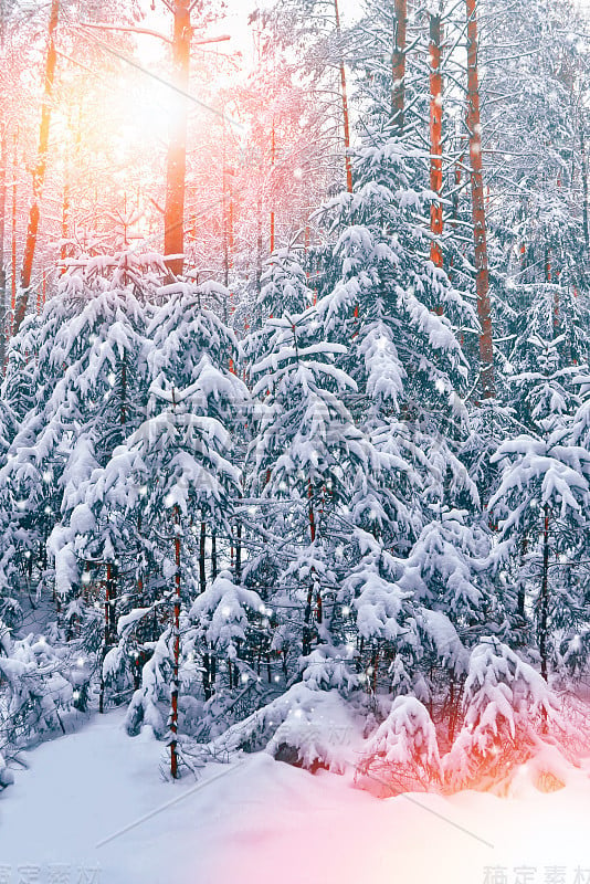 冰雪覆盖的冬季森林。