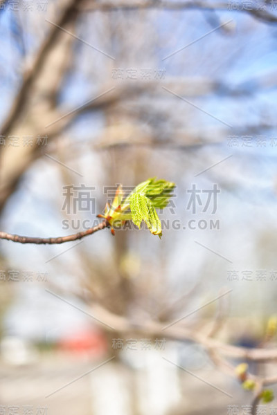 在春天阳光朦胧的背景上，把第一个花蕾散在树枝上