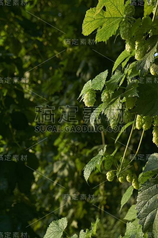 啤酒花(青草)在种植园里