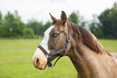 蓝眼睛的马