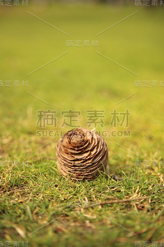 面包苹果