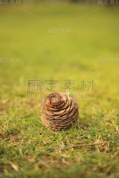 面包苹果