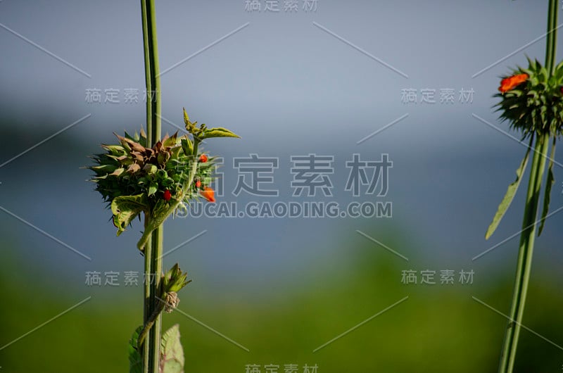 植物上未成熟的花蕾。