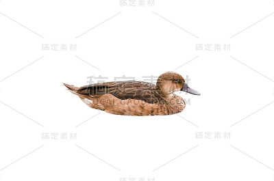 鸭孤立