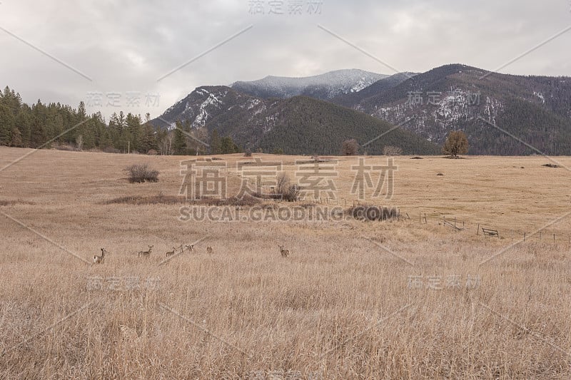 在树木覆盖的山脉前面有牛围栏的大草地牧场