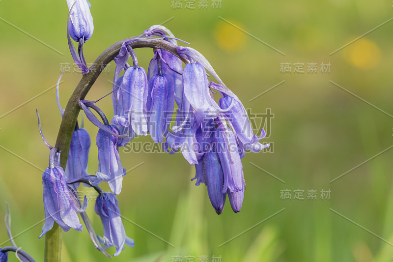 普通蓝铃花