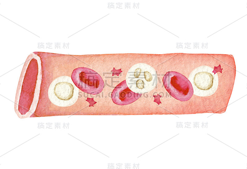 血管