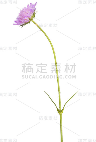 野生丁香小孤立花