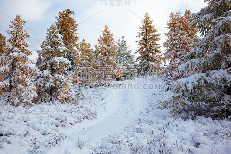 阿尔泰雪下