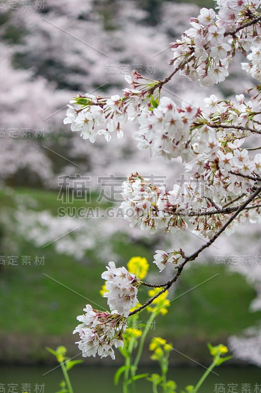 日本东京，黄色的花和樱花