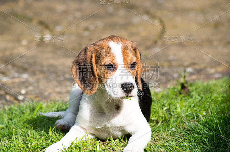 小猎犬号