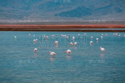 大火烈鸟在蓝色的水
