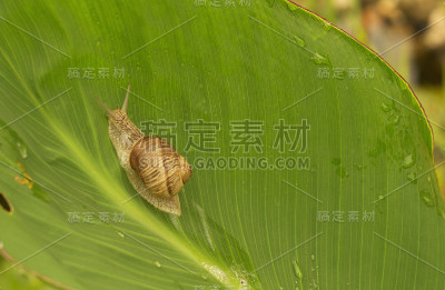 叶子上的蜗牛