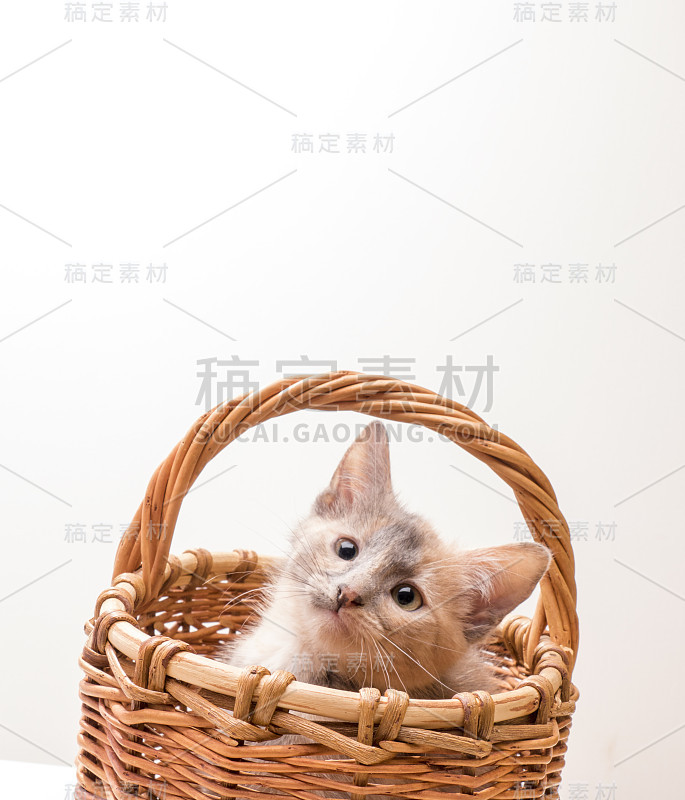 小滑稽的小猫