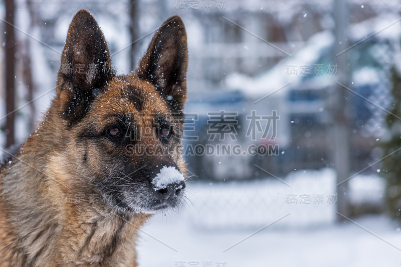 雪中的德国牧羊犬。