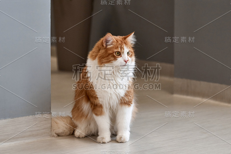 一只棕白色的猫在客厅里休息