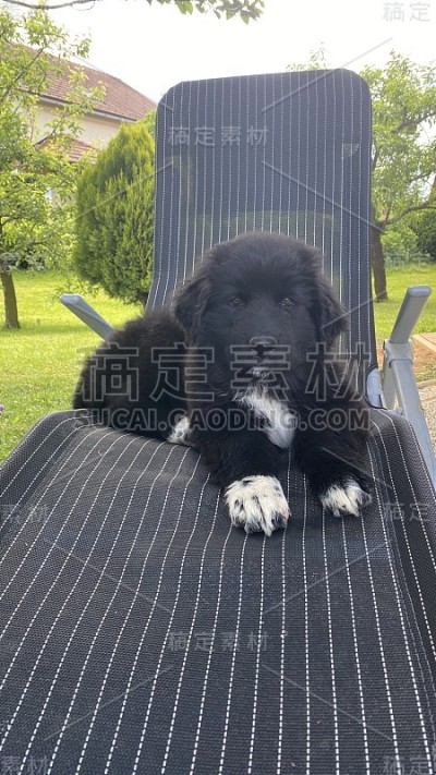 狗
