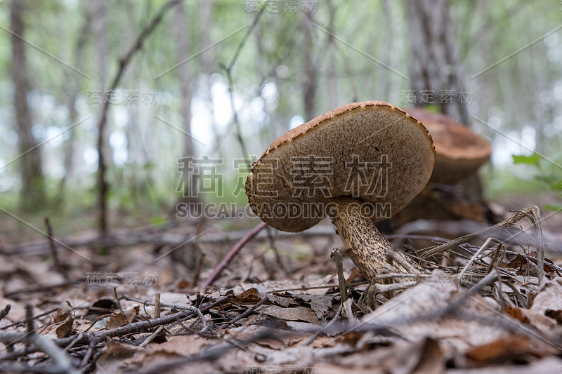 牛肝菌生长在桦树的林间空地上