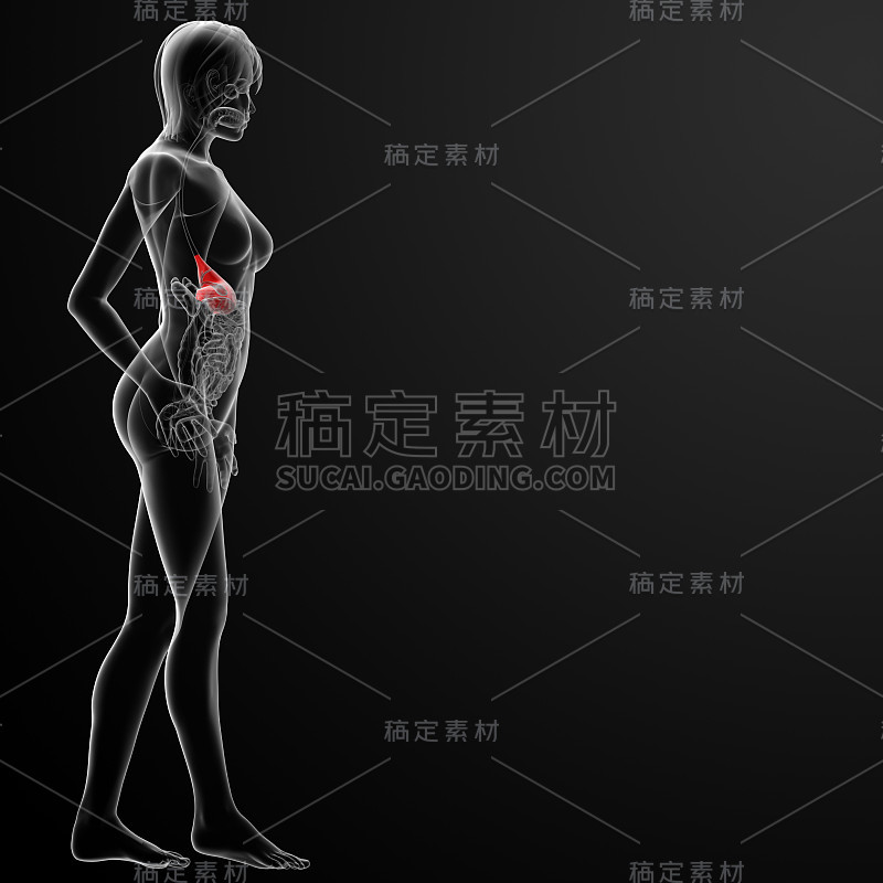 女性胃的3d渲染