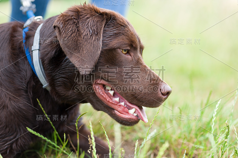 一个年轻可爱的拉布拉多猎犬小狗在草地上的肖像，他的脖子上有皮带和美丽明亮的眼睛