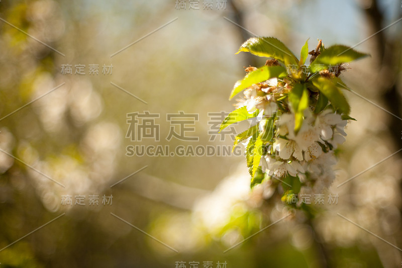 春天。开花的苹果树。花的苹果。白花盛开的树近。春天美丽的杏树上开着白花