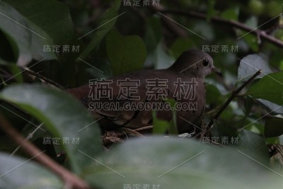 窝里的一圈