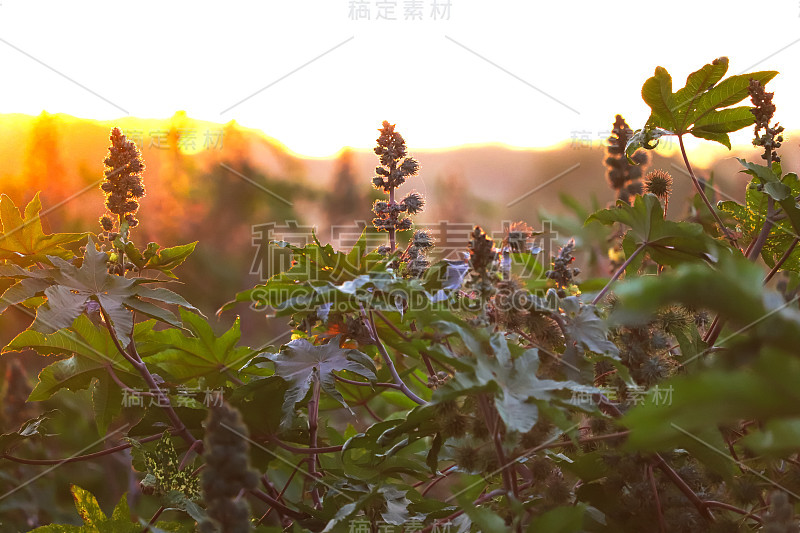 蓖麻(Ricinus communis)，蓖麻或蓖麻油植物，是大戟科大戟科多年生开花植物。它是蓖麻属