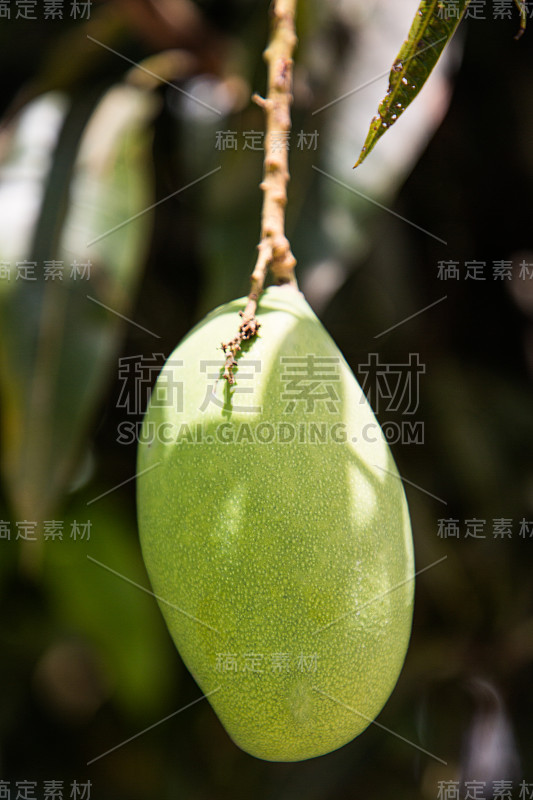 芒果在三个