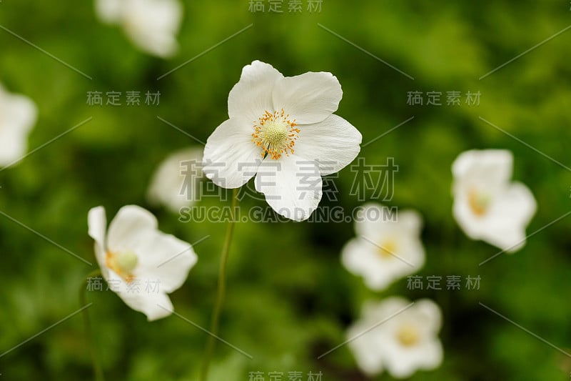 在春天的花园中，白色的春天的银莲花花在模糊的绿色背景上