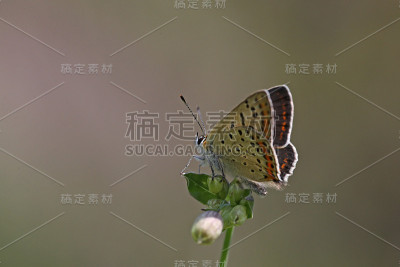 蝴蝶