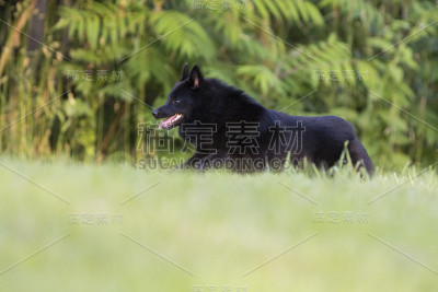 Schipperke狗
