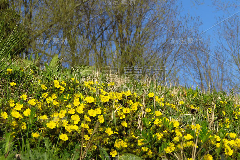 匍匐蕨(Potentilla reptans)或欧洲匍匐蕨(Potentilla tormentil