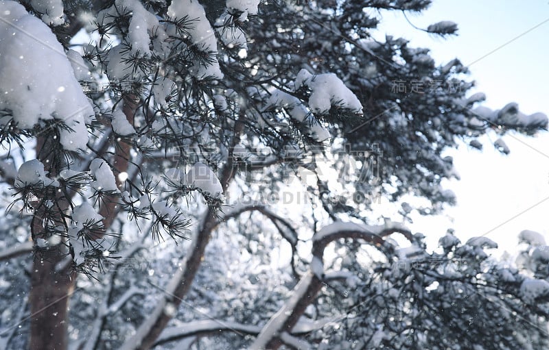 神奇的松林在冬季的雪地里