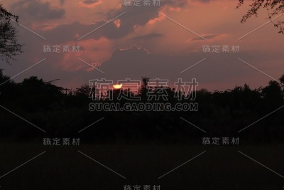 令人惊叹的日落日落在树后