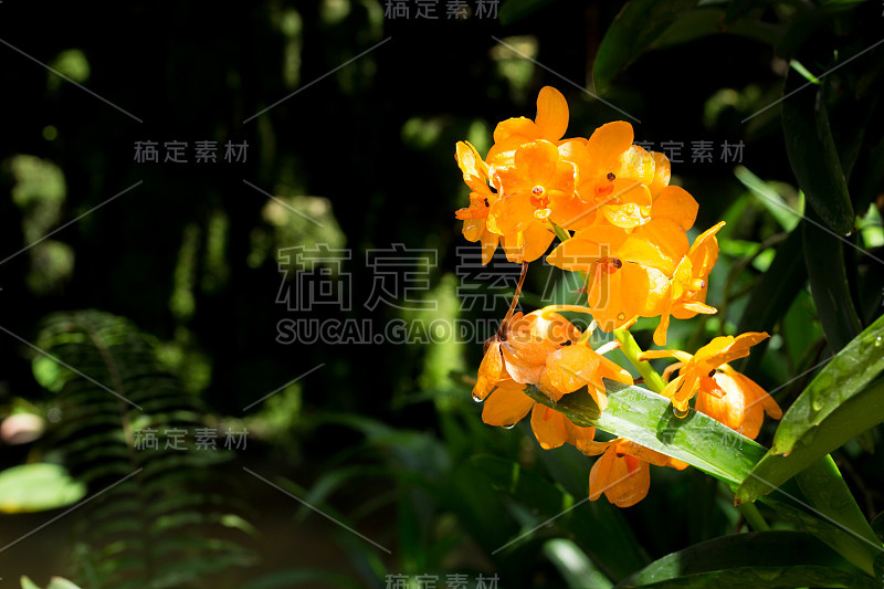 自然花背景。令人惊叹的自然景观，黄花盛开的花园在阳光下，在仲夏的一天。