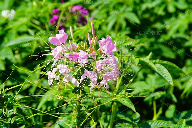 花蜘蛛