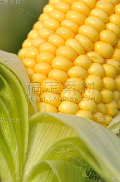 玉米棒子