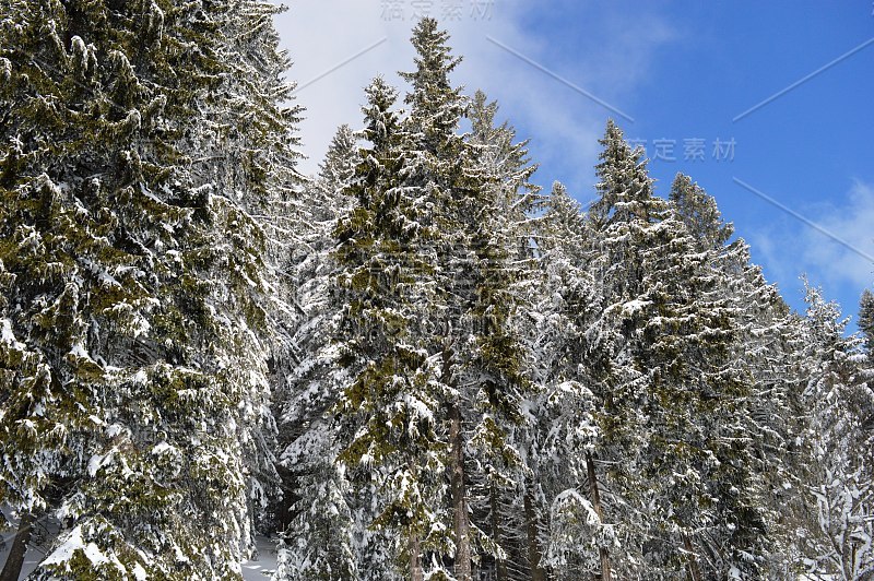 冷杉树下的雪