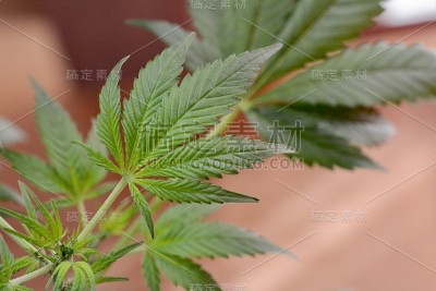 大麻